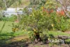 50 Patapinda Road, Old Noarlunga, SA 5168-Image