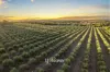 50 Treemartin Road, Carbunup River, WA 6280-Image