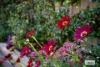 50 Whistler Concourse, Bandiana, Vic 3691-Image