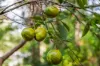 500 Tunnel Ridge Road, Mooloolah Valley, Qld 4553-Image