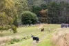 500 Wild Dog Road, Apollo Bay, Vic 3233-Image