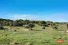 508 Crampton Road, South Greenough, WA 6528-Image