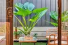 50B Jervois Avenue, Magill, SA 5072-Image
