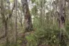 51 Hovea Place, Jalbarragup, WA 6275-Image