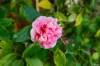 51 Watling Avenue, Lynwood, WA 6147-Image