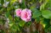 51 Watling Avenue, Lynwood, WA 6147-Image