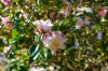51 Watling Avenue, Lynwood, WA 6147-Image