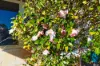 51 Watling Avenue, Lynwood, WA 6147-Image