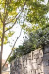 51 Young Lane, Cremorne, NSW 2090-Image