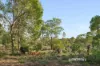 515 Timbertop Way, Stoneville, WA 6081-Image