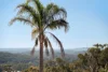 52 Paxton Street, Frenchs Forest, NSW 2086-Image