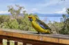 52 Ritchie Street, Alonnah, Tas 7150-Image