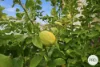 52 Tilanbi Street, Howrah, Tas 7018-Image
