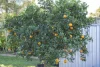 52 Tovey Road, Boronia Heights, Qld 4124-Image