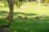 5228  Bay Hill Terrace, Sanctuary Cove, Qld 4212-Image