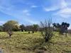 529 Olympic Hwy North, Young, NSW 2594-Image