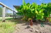 53 Abundance Road, Medowie, NSW 2318-Image
