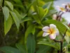 53 Charmhaven Avenue, Charmhaven, NSW 2263-Image