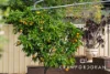 53 Rowell Crescent, West Croydon, SA 5008-Image