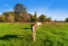 534 Cobram South Road, Cobram, Vic 3644-Image