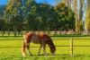 534 Cobram South Road, Cobram, Vic 3644-Image