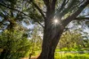 54 Barnard Street, Beechworth, Vic 3747-Image