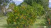 54 Clarence Street, Brushgrove, NSW 2460-Image