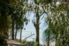 54 Florence Terrace, Scotland Island, NSW 2105-Image
