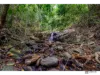 54 Gallet Road,, Little Mulgrave, Qld 4865-Image
