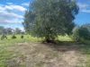 54 Hinds Street, Narrabri, NSW 2390-Image