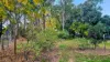 54 Queen Street, Gayndah, Qld 4625-Image
