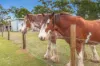 543, Blaxlands Ridge NSW 2758-Image