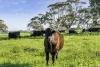 546 (310) Waitpinga Road, Waitpinga, SA 5211-Image