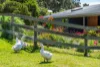 547 Pyalong Road, Lancefield, Vic 3435-Image