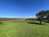 547 Trebonne Road, Trebonne, Qld 4850-Image