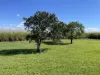 547 Trebonne Road, Trebonne, Qld 4850-Image