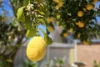 55 Clive Street, Katanning, WA 6317-Image
