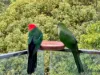 55 Crest Drive, Currumbin QLD 4223-Image