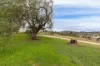 55 Finucanes Lane, Bega, NSW 2550-Image