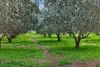 55 Stock Route, Laura, SA 5480-Image