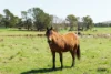 56 Hollows Circuit, MacGregor, ACT 2615-Image
