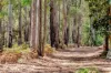 56 Marginata Crescent, Dwellingup, WA 6213-Image