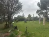 56 Seventh Street, Orroroo, SA 5431-Image