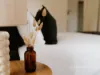 56 Sirius St, Howrah, Tas 7018-Image