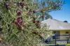 56 Sovereign Hill Drive, Gabbadah, WA 6041-Image