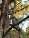 56 Ullora Close, Nelson Bay, NSW 2315-Image