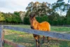 561 Range Road, Mittagong, NSW 2575-Image
