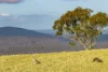 561 Range Road, Mittagong, NSW 2575-Image
