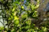 575 Oaky Creek Road, Wyangala, NSW 2808-Image
