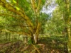 578 Cowlong Road, McLeans Ridges, NSW 2480-Image